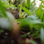 Jonge planten laten zich zien