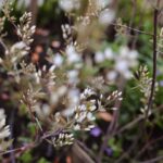 Krentenboom natuurlijke voortuin