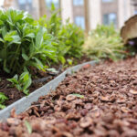 Perzikpitten in natuurlijke voortuin