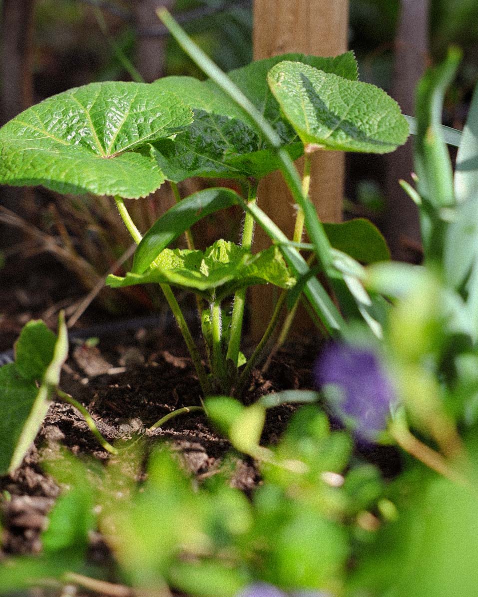 Stokroos geeft in de zomer hoogte